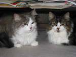 Jessi und Sarah unter dem Wohnzimmertisch.